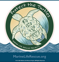 Protect the Turtles Sticker