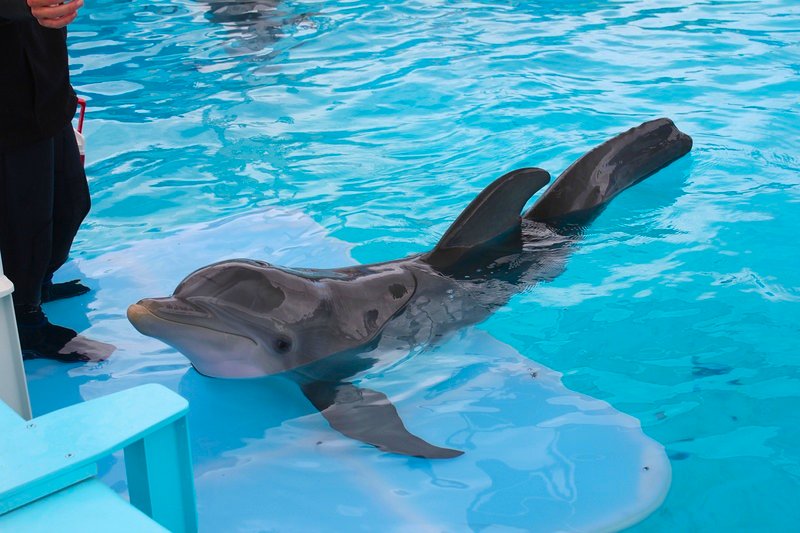 Winter the Dolphin Plush