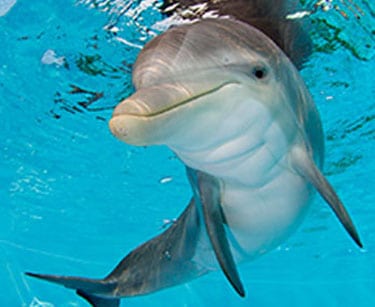Hope the Dolphin Plush