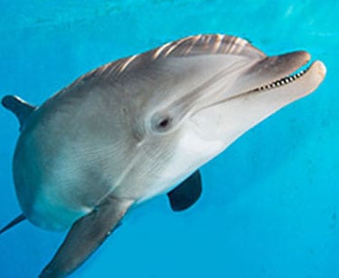 Nicholas the Dolphin Plush